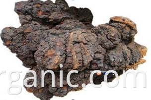 Extrato de planta a granel de alta qualidade Extrato de cogumelo Chaga orgânico em pó